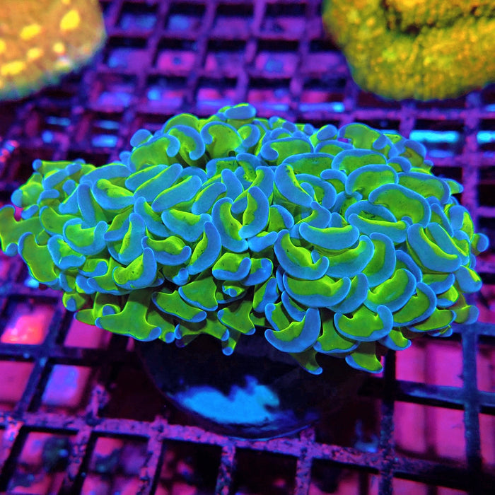 Euphyllia Wall Hammer – Green- Blue