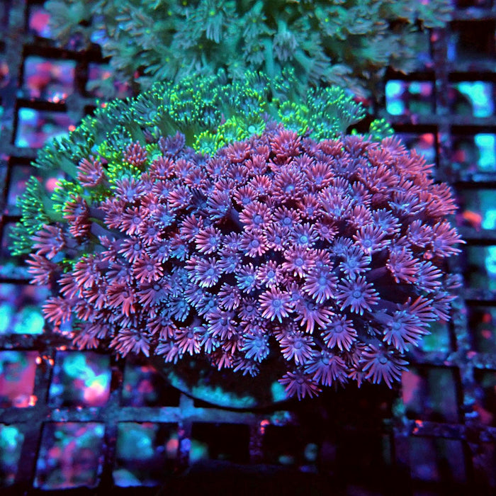 Goniopora Mini Colony