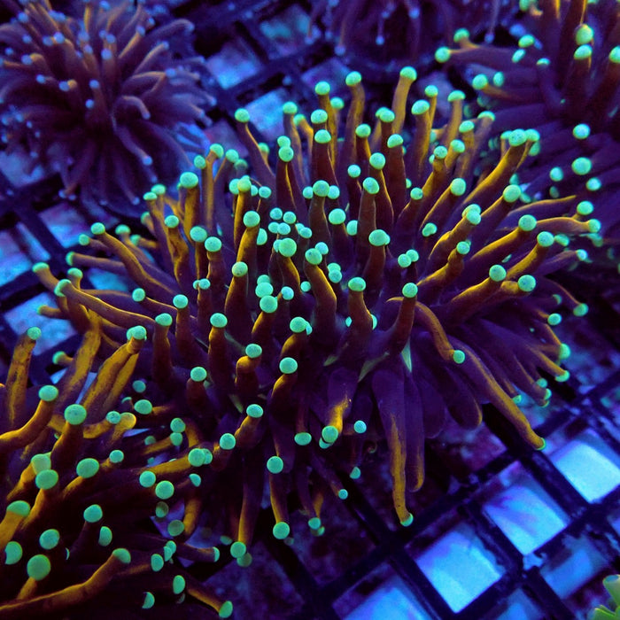 Gold-Black Torch Green Tips (Double Head)