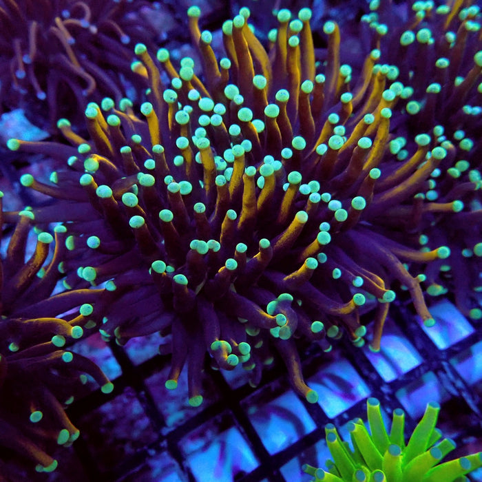 Gold-Black Torch Green Tips (Double Head)