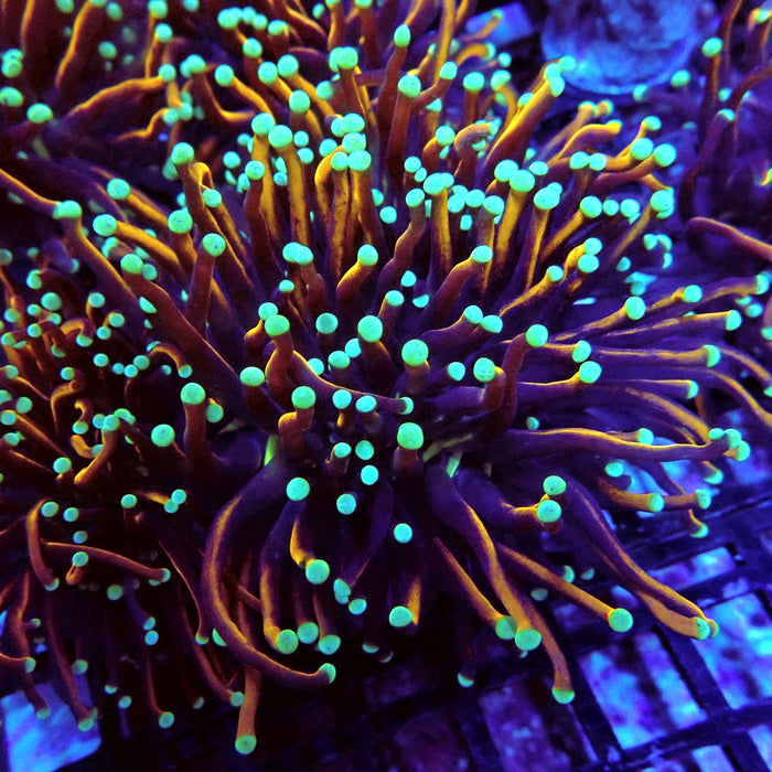Gold-Black Torch Green Tips (Double Head)
