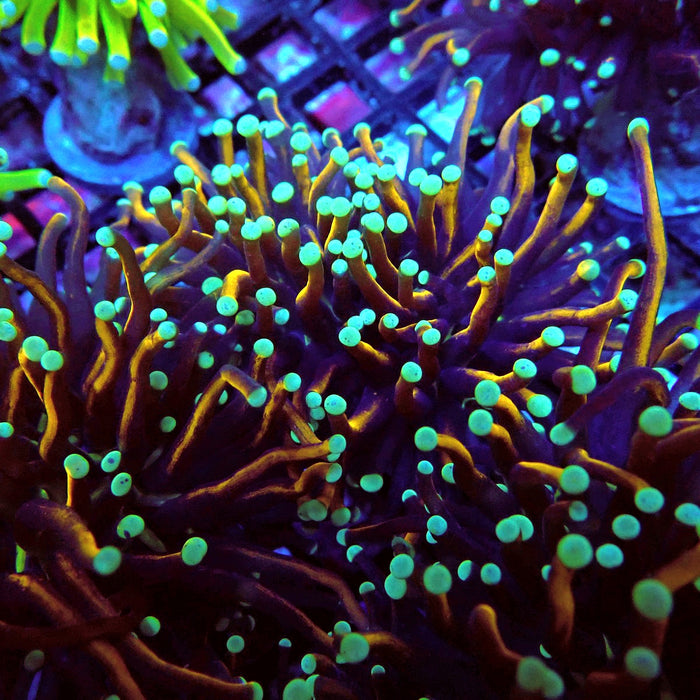 Gold-Black Torch Green Tips (Double Head)