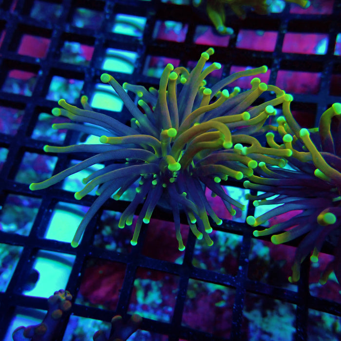 Hellfire Torch Euphayllia