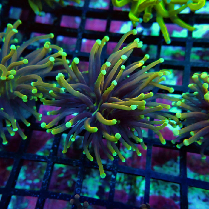 Hellfire Torch Euphayllia