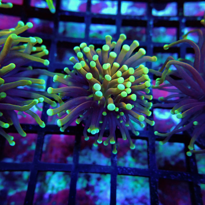 Hellfire Torch Euphayllia