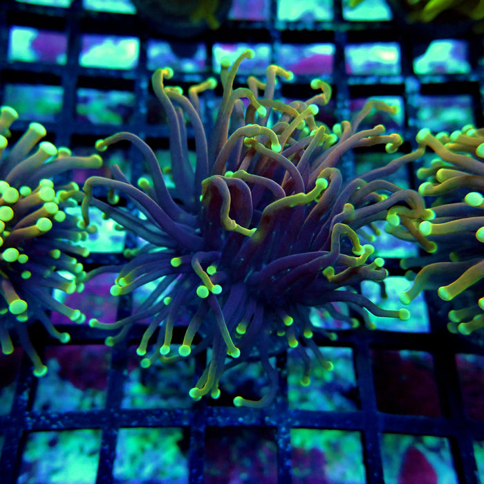Hellfire Torch Euphayllia