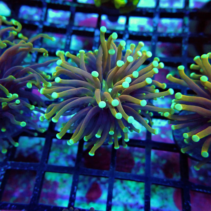Hellfire Torch Euphayllia