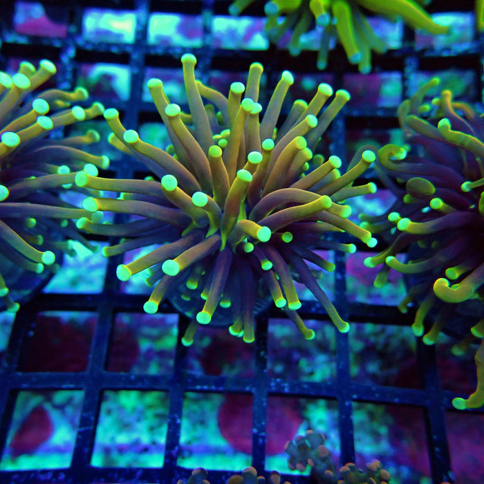 Hellfire Torch Euphayllia