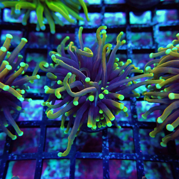 Hellfire Torch Euphayllia