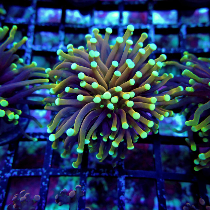 Hellfire Torch Euphayllia