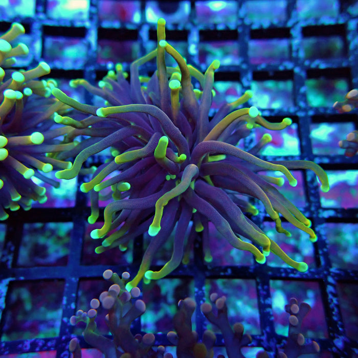 Hellfire Torch Euphayllia