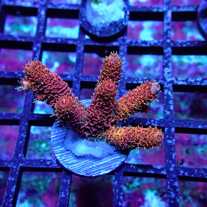Pink Millepora Acro