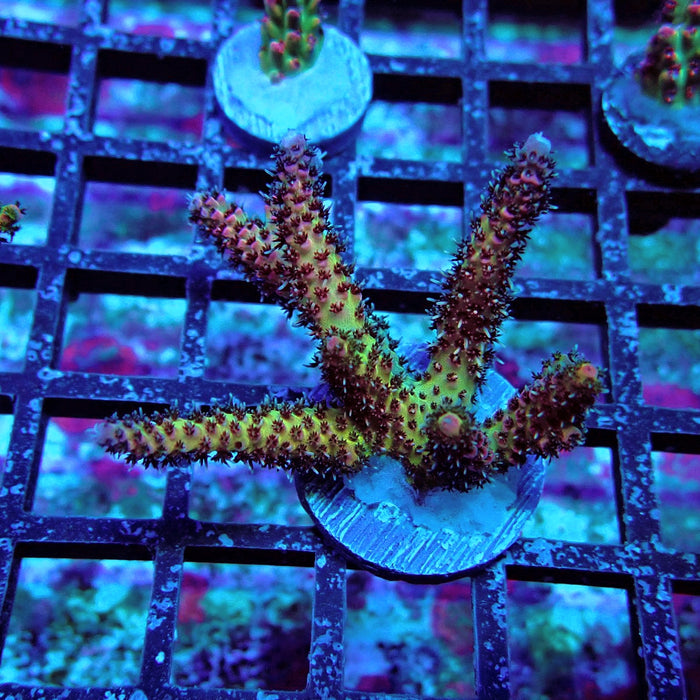REx Green Inferno Acro