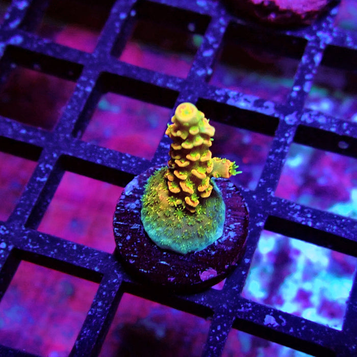 REx Crazy Orange Mille Acro
