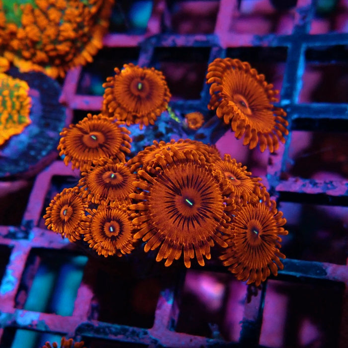 Ultra Zoas Frag