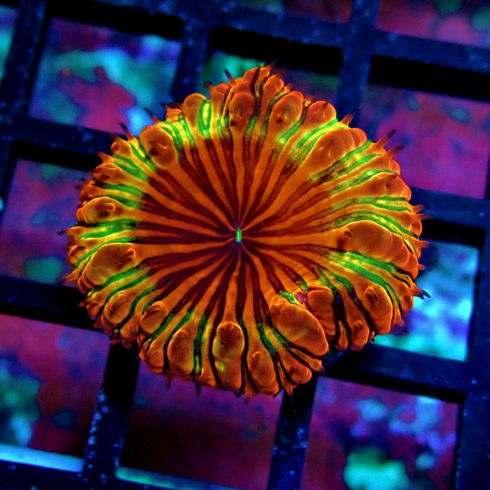 Blastomussa Premium Frag