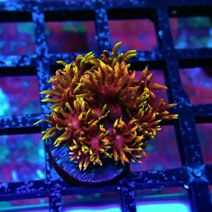 Super Rainbow Goniopora Frag (1)