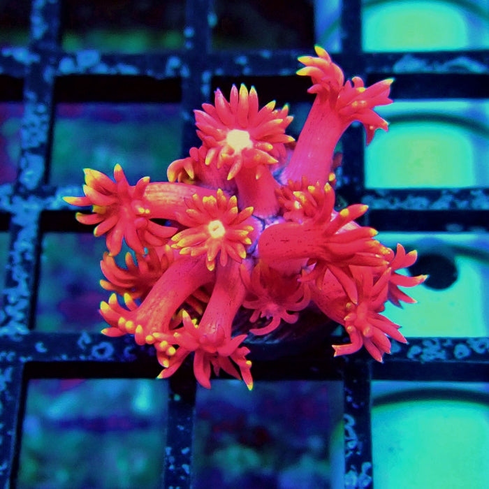 Super Pink Goniopora Frag