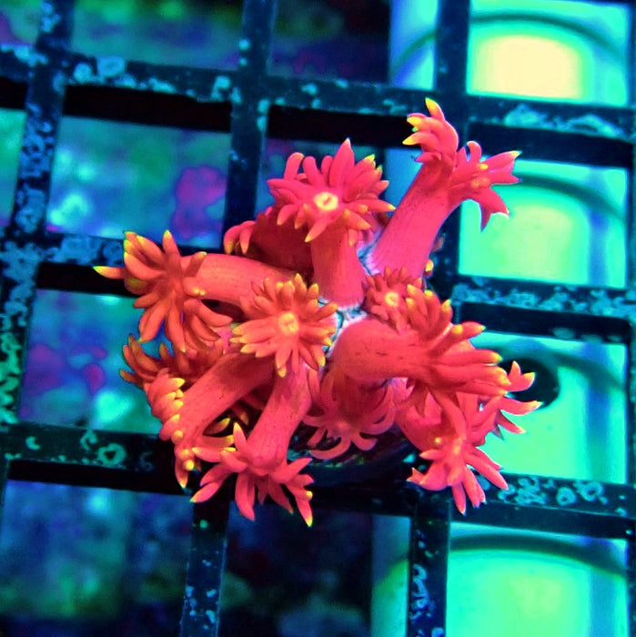 Super Pink Goniopora Frag