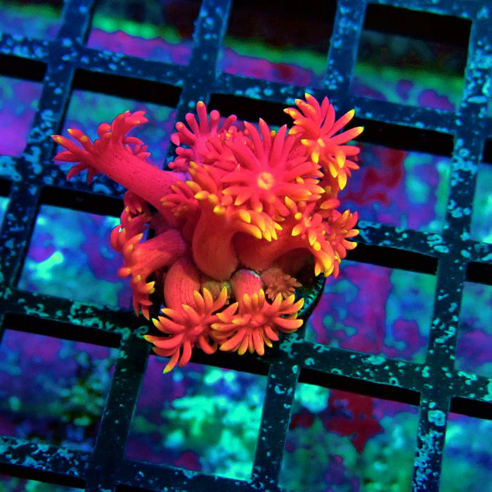Super Pink Goniopora Frag