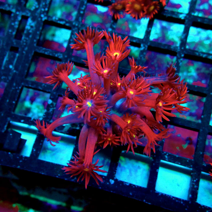 Ultra Black Red Goniopora Frag