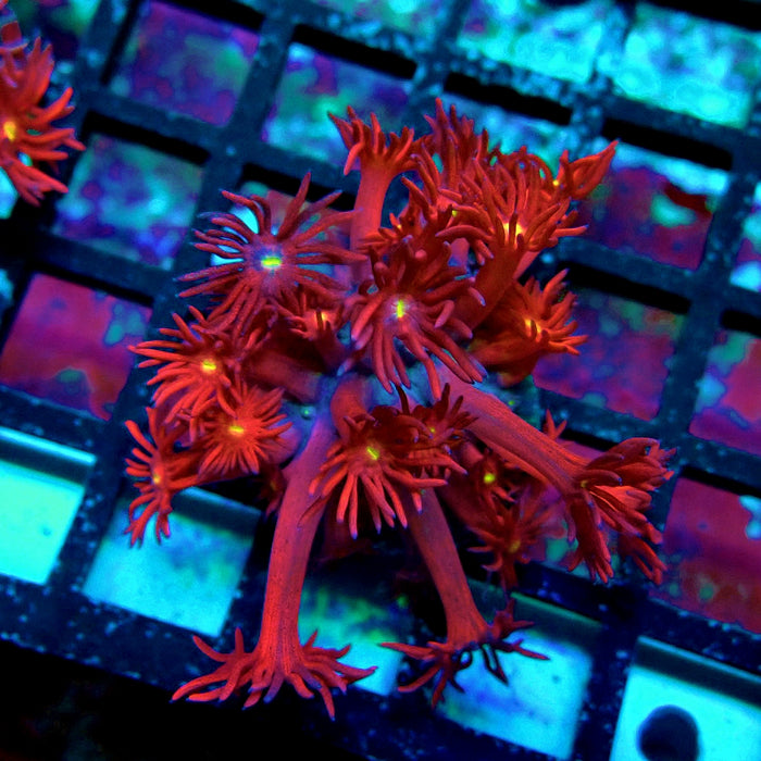 Ultra Black Red Goniopora Frag