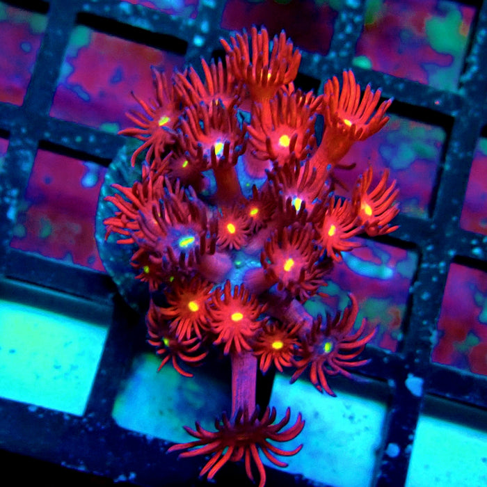 Ultra Black Red Goniopora Frag