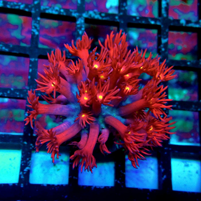 Ultra Black Red Goniopora Frag