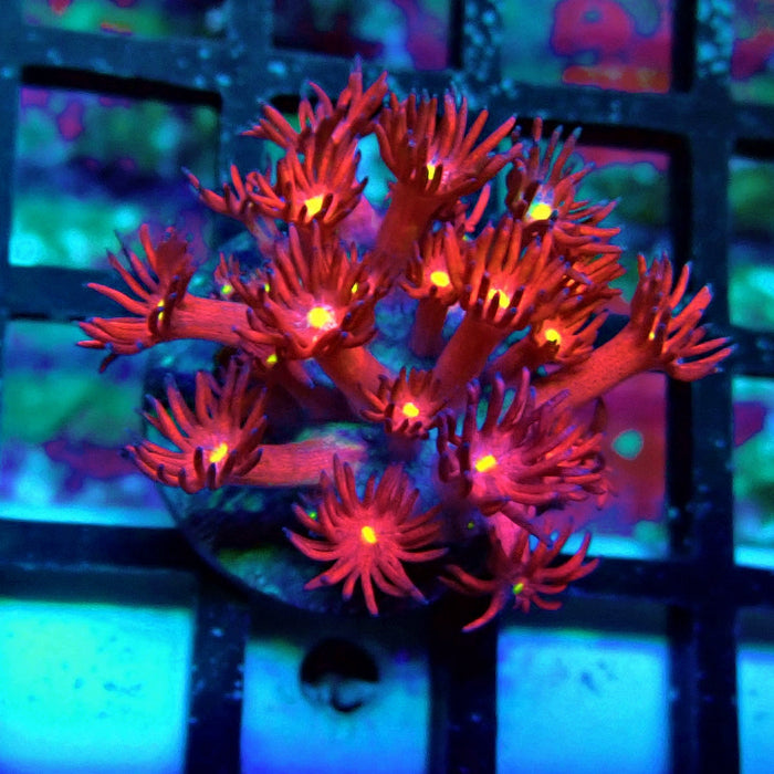 Ultra Black Red Goniopora Frag