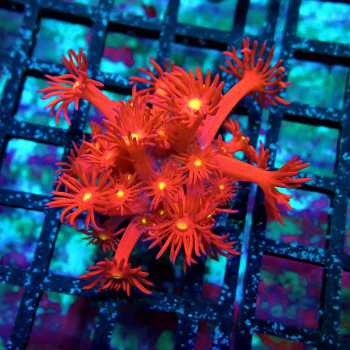 Ultra Red Goniopora Frag