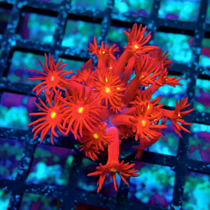 Ultra Red Goniopora Frag