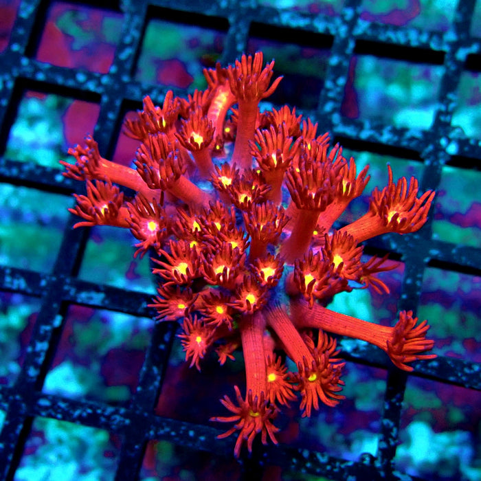 Ultra Red Goniopora Frag