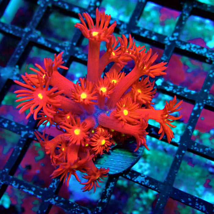 Ultra Red Goniopora Frag