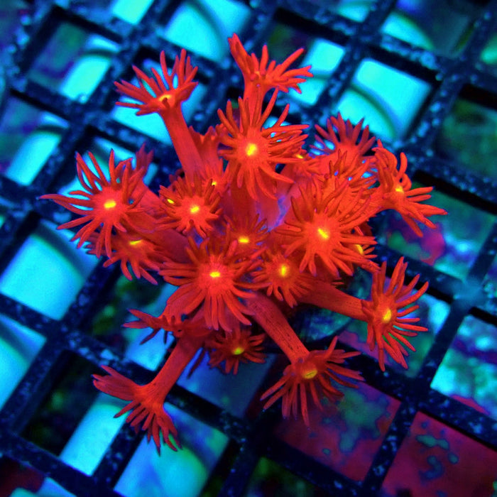Ultra Red Goniopora Frag