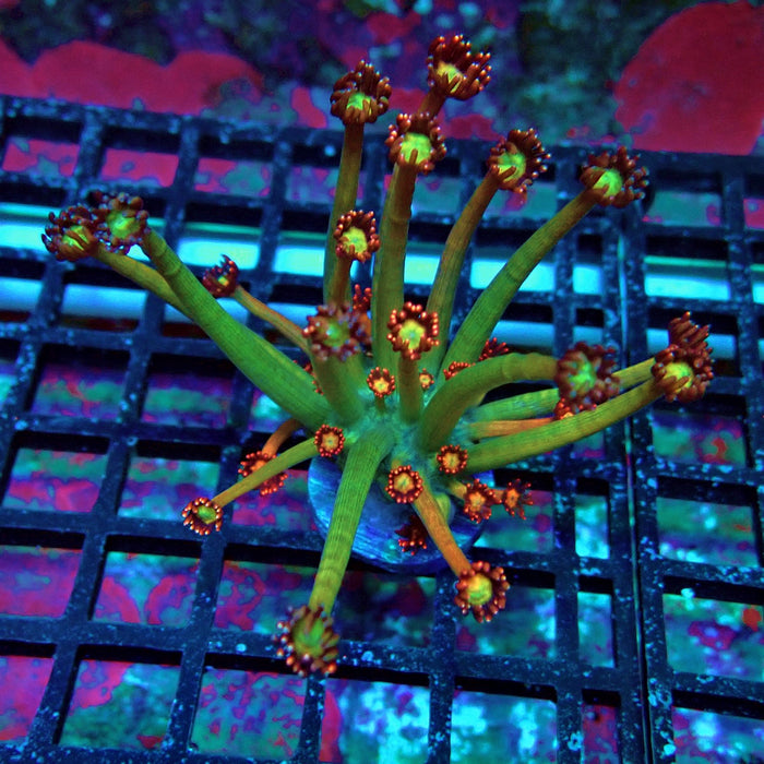 Red Yellow Goniopora Frag