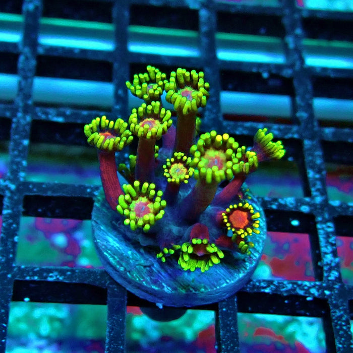 REx Iron Man Red Purple Goniopora XL Polyps