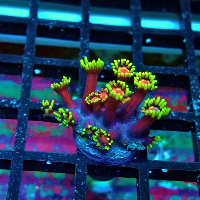 REx Iron Man Red Purple Goniopora XL Polyps