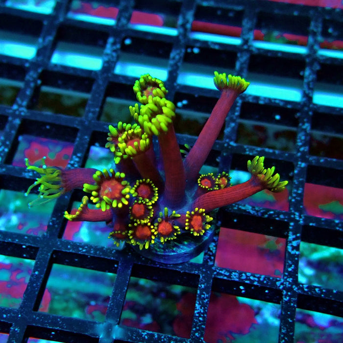 REx Iron Man Red Purple Goniopora XL Polyps