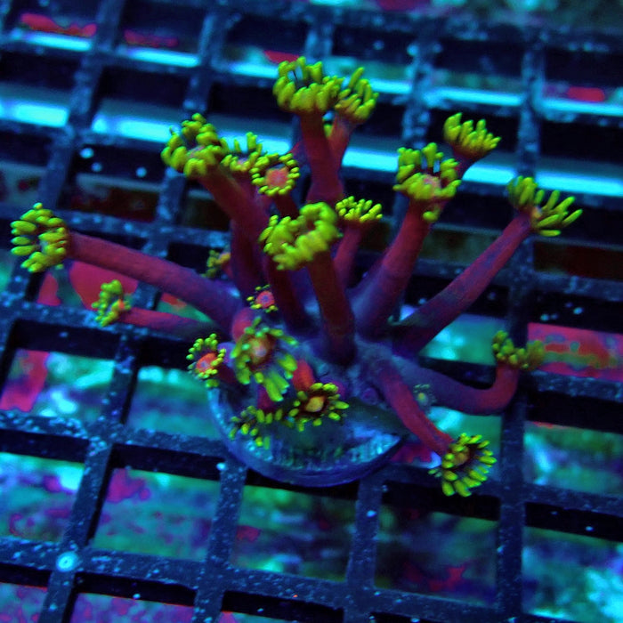 REx Iron Man Red Purple Goniopora XL Polyps