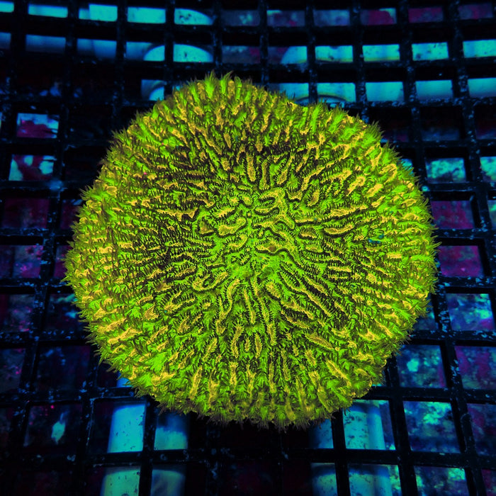 JF Lime Light Hydnophora (Hydnophora exesa) Colony