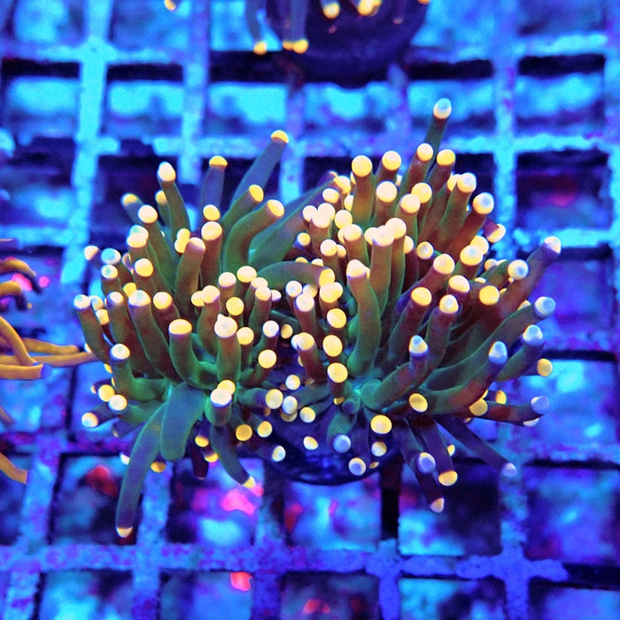 Euphyllia Dark Pink Tips Torch Premium