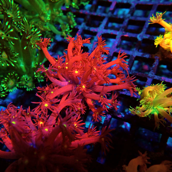 Ultra Black Red Goniopora Frag