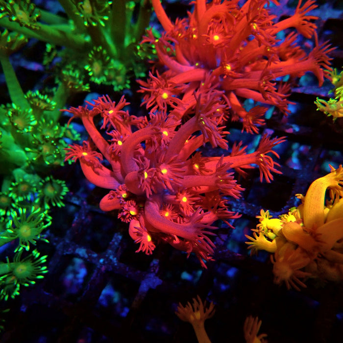 Ultra Black Red Goniopora Frag