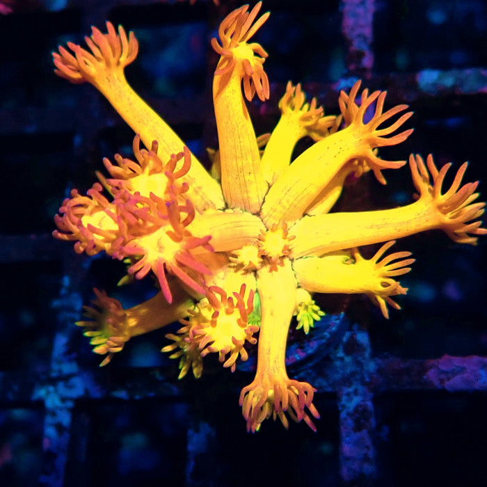Rainbow Goniopora Frag (5)