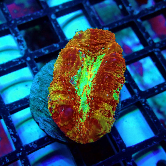 Acan Bower Ultra Frag