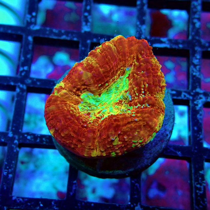 Acan Bower Ultra Frag