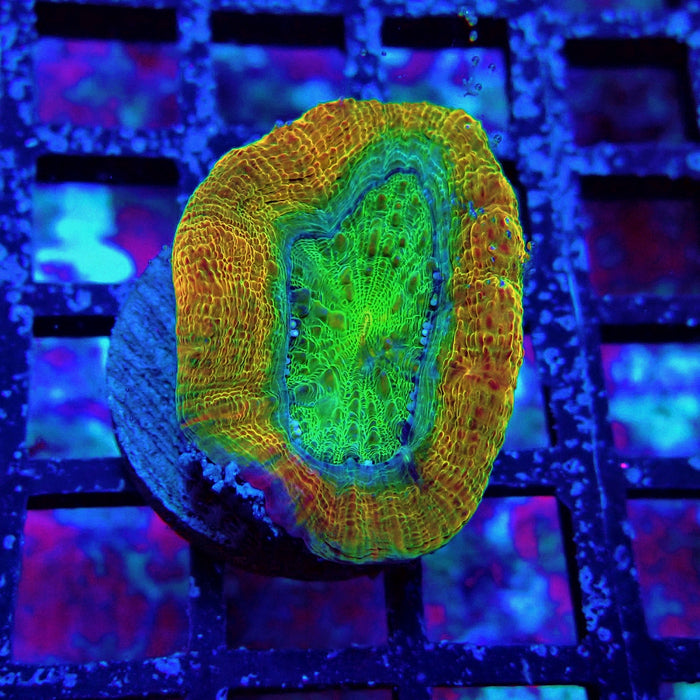 Acan Bower Ultra Frag