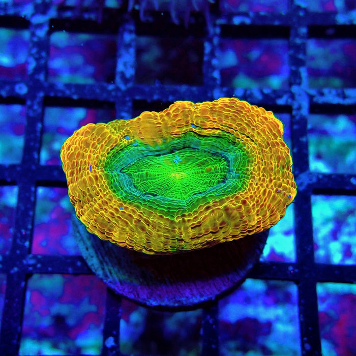 Acan Bower Ultra Frag