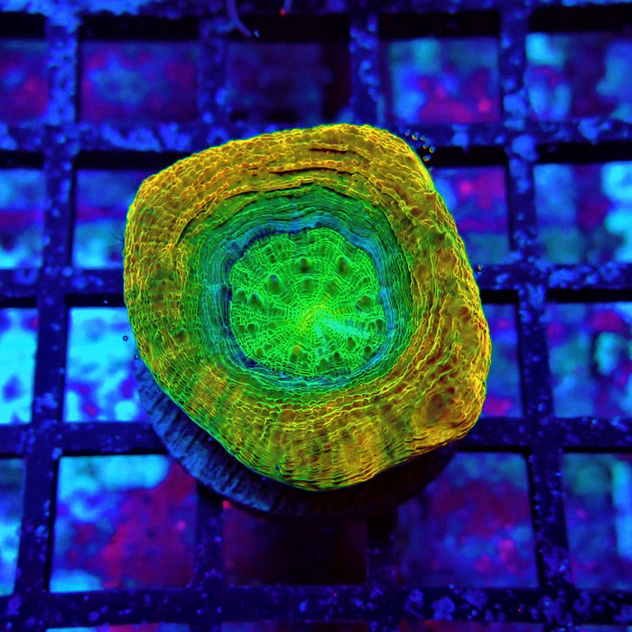 Acan Bower Ultra Frag