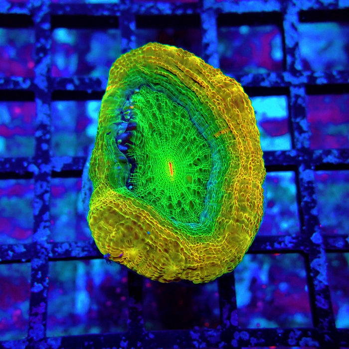 Acan Bower Ultra Frag